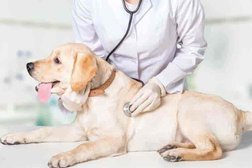 Dr. R K Sharam (Shree Sai Advanced Pets Polyclinic) in Indore