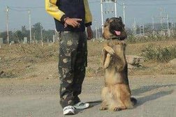 Dog Training Indore Photo