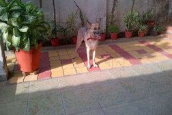 We Are Mad Mad About Dogs in Indore
